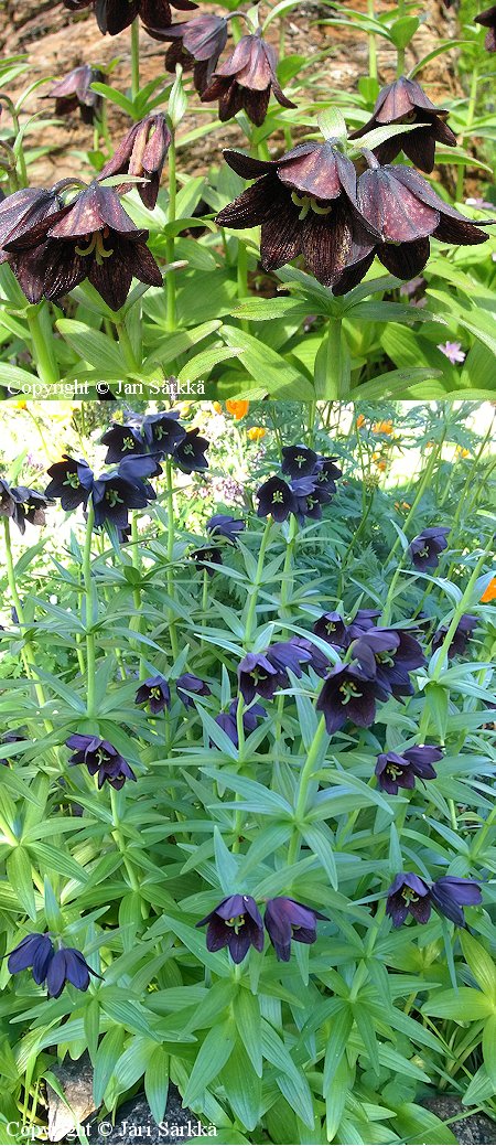 Fritillaria camschatcensis